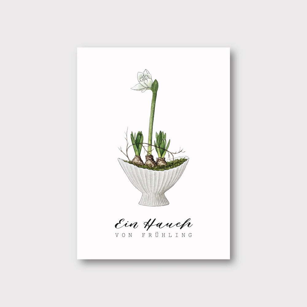 „Amaryllis“ Postkarte
